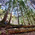 elm